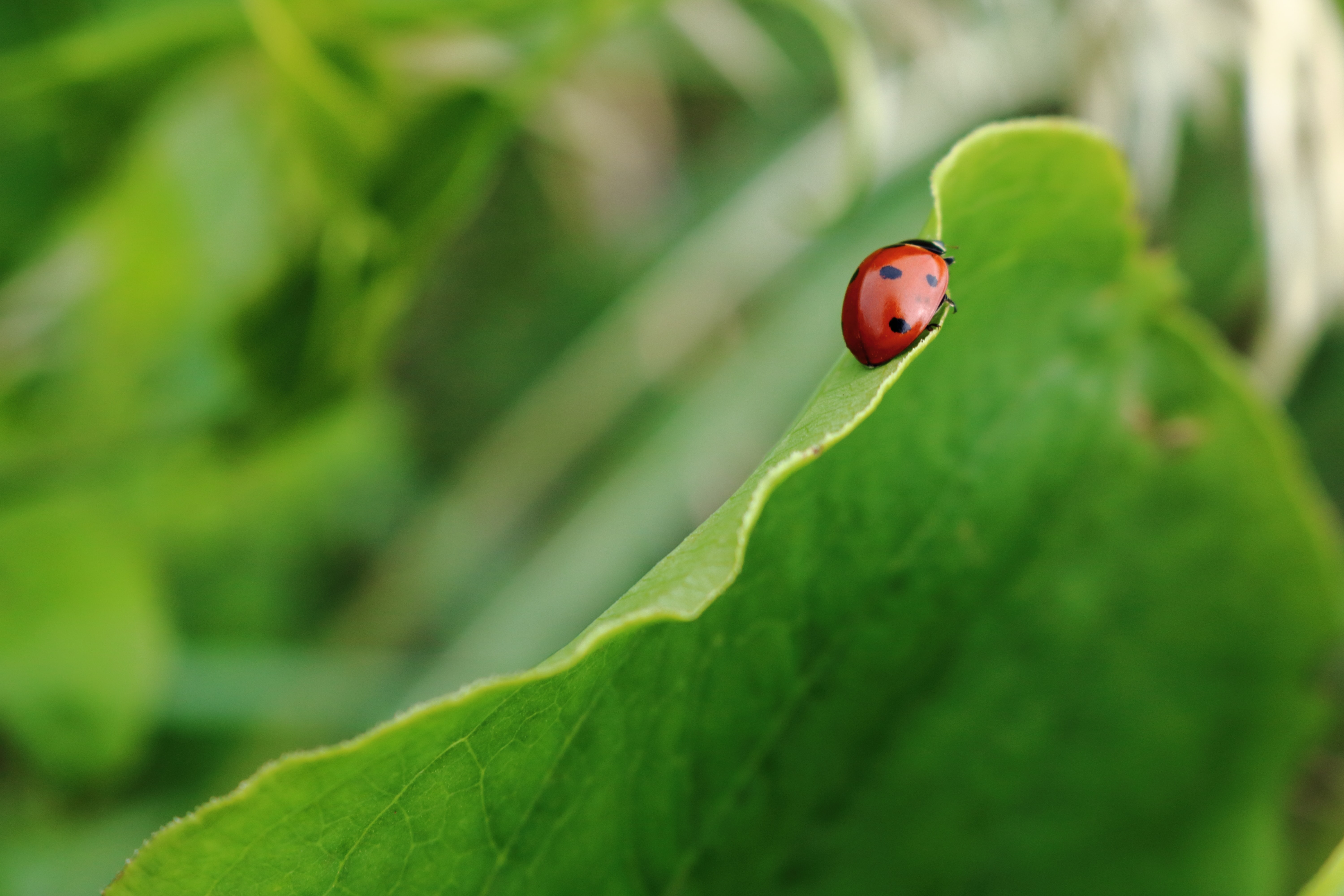 Ladybug crawls on a large green leafy plant